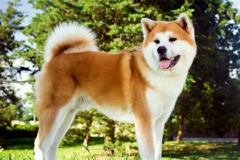 Japanese Akita Dog Breed Information .